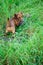Red dachshund hunting among the green grass