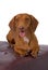 Red Dachshund Lying on Leather Stool