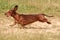 Red dachshund running in the grass