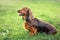 Red dachshund sits in the grass on a leash, a dog for a walk in the park