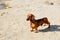 Red Dachshund walks on the sand in Sunny weather