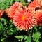 Red dahlia against a background of green leaves