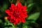 Red Dahlia Asteraceae Flower