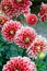 Red Dahlia blossoms with yellow-white edges Outdoors garden