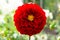 Red Dahlia Close Up Single Against Blurred Garden Background