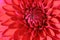 Red Dahlia flower