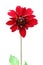 Red dahlia flower. Isolated