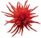 Red Dahlia flower, white isolated background with clipping path. Closeup. no shadows. For design. Bright shaggy flower.