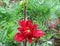 Red dahlia Gallery Singer in drops after rain