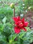 Red dahlia Gallery Singer in drops after rain