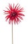 Red Dahlia isolated on white background sharp petals flower star shape