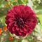 A Red Dahlia in the Kitchen Gardens at Chatsworth House