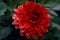 Red dahlia manhattan island bloom 2