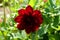 Red Dahlia plant and green leaves - summer motive