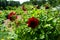 Red Dahlia plants and green leaves - summer motive