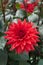 Red Dahlia Semi-cactus Dark foliage Close-up Outdoor