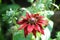Red dahlia which is popular late flowering autumn half
