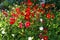 Red dahlias bloom beautifully in summer