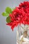 Red dahlias in a vase