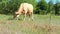 A red dairy cow walks the field and chews grass. Animal husbandry and farming.