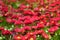 Red daisies flowerbed