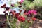 Red daisies.  Macro image.