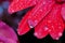 Red daisy petals covered by morning dew