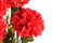 Red dalia flower