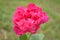 Red damask rose