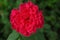 Red Damask Rose flower