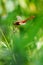 Red damselfly in green background