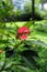 Red daphnes flower on blur background
