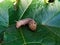 Red Daphnis nerii Caterpillar or oleander hawk-moth closeup on leaf