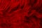 Red dark feathers texture background