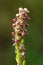 Red and darker flowers of a Dense flowered orchid - Neotinea maculata