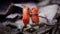 red dart frogs face to face and fighting each other