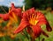 Red day lily flowers in botanical garden - Daylili