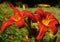 Red day lily flowers in botanical garden - Daylili