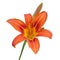 Red daylily flower