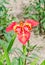 Red daylily flowers, the genus Hemerocallis, green leaves