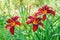 Red daylily (Hemerocallis) closeup in the garden