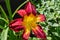 Red daylily Hemerocallis Rojo