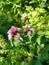 Red Dead-nettle - Lamium purpureum