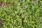 The Red deadnettle and The chickweed blooming in spring