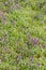 The Red deadnettle and The chickweed blooming in spring