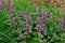 Red Deadnettle Lamium purpureum. Flowering of the porpur in the garden