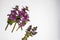 Red Deadnettle Lamium purpureum. Red deadnettle Lamium purpureum on a bright background. The broken plant