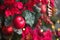 Red decor on a Christmas tree made of apples and poinsettias. Christmas background and frame for new year. Close-up, festive fir t