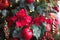 Red decor on a Christmas tree made of apples and poinsettias. Christmas background and frame for new year. Close-up, festive fir t