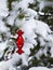 Red decoration on conifer branch